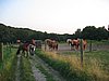 IMG_8133.JPG