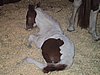 175-7587_IMG.JPG