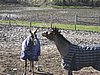 IMG_7040.JPG