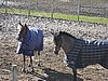 IMG_7041.JPG