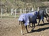 IMG_7042.JPG