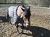 IMG_7044.JPG