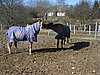 IMG_7050.JPG
