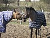 IMG_7051.JPG