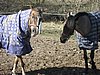 IMG_7052.JPG