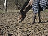 IMG_7056.JPG